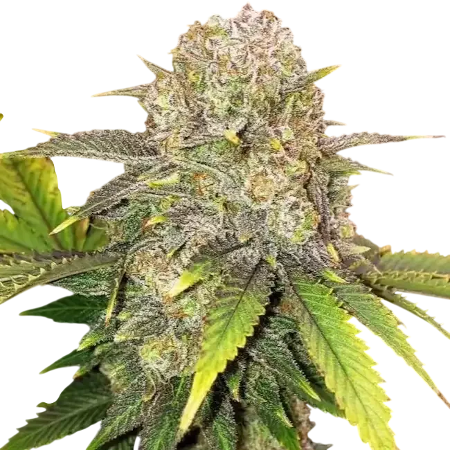 Master Kush Rbx – Produktansicht
