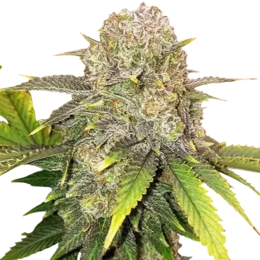 Master Kush Rbx