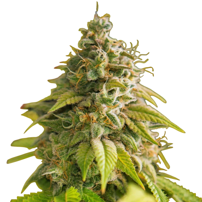 Papaya – Produktansicht