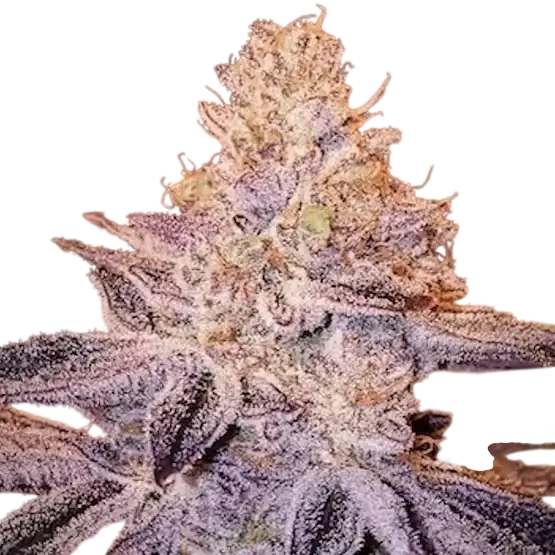 Peach Crescendo F-1 – Produktansicht