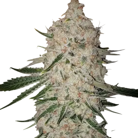 Pluto Cut Autoflower RF3 – Produktansicht
