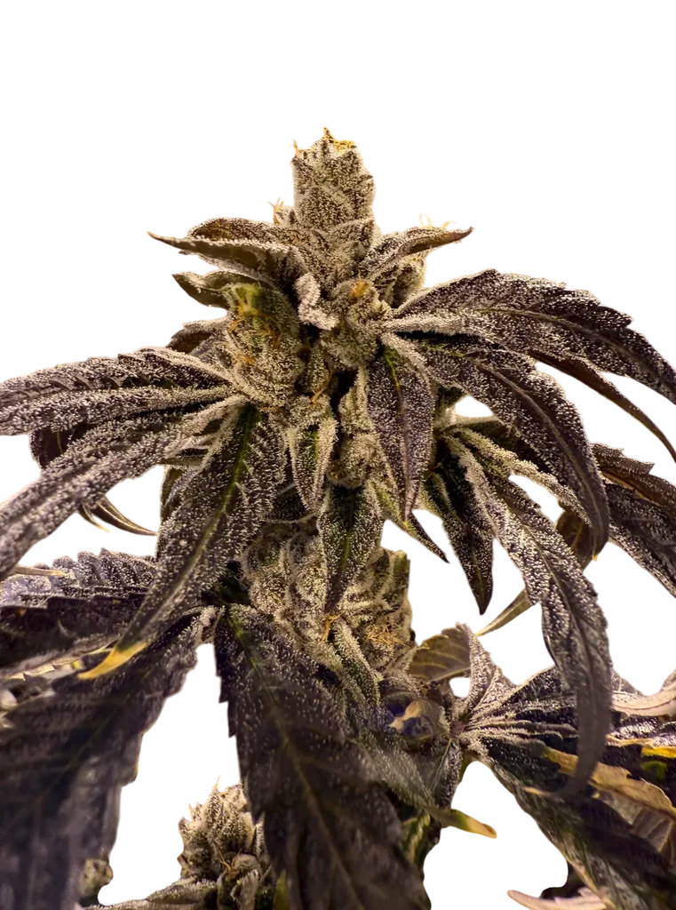 Prime Lime – Produktansicht