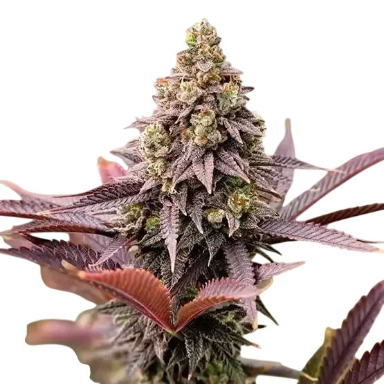 Punchberry Cookies RBX – Produktansicht