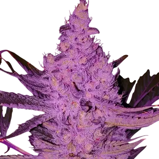 Purple Majik R1 | PHOTOFEM | Ethos Genetics