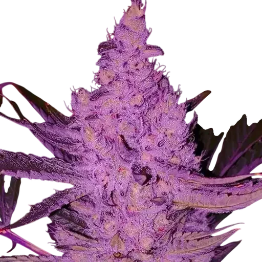 Purple Majik R1