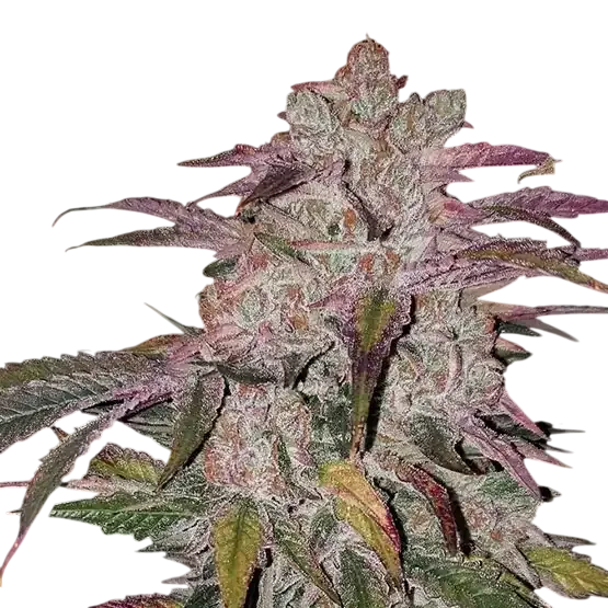 Purple Thai Autoflower RBX1 | AUTOFEM | Ethos Genetics