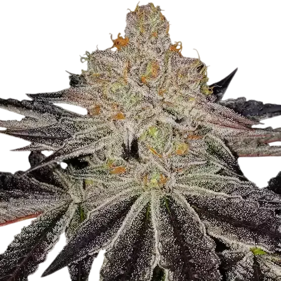 Purple Zkittlez RBX | PHOTOFEM | Ethos Genetics
