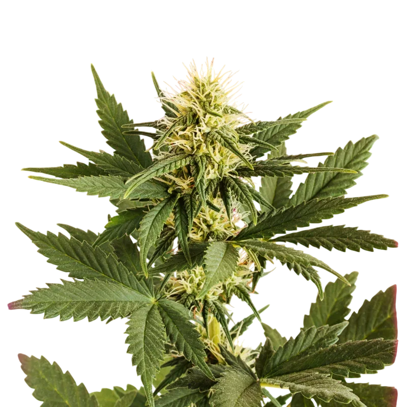 Shiskaberry – Produktansicht