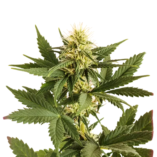 Shiskaberry