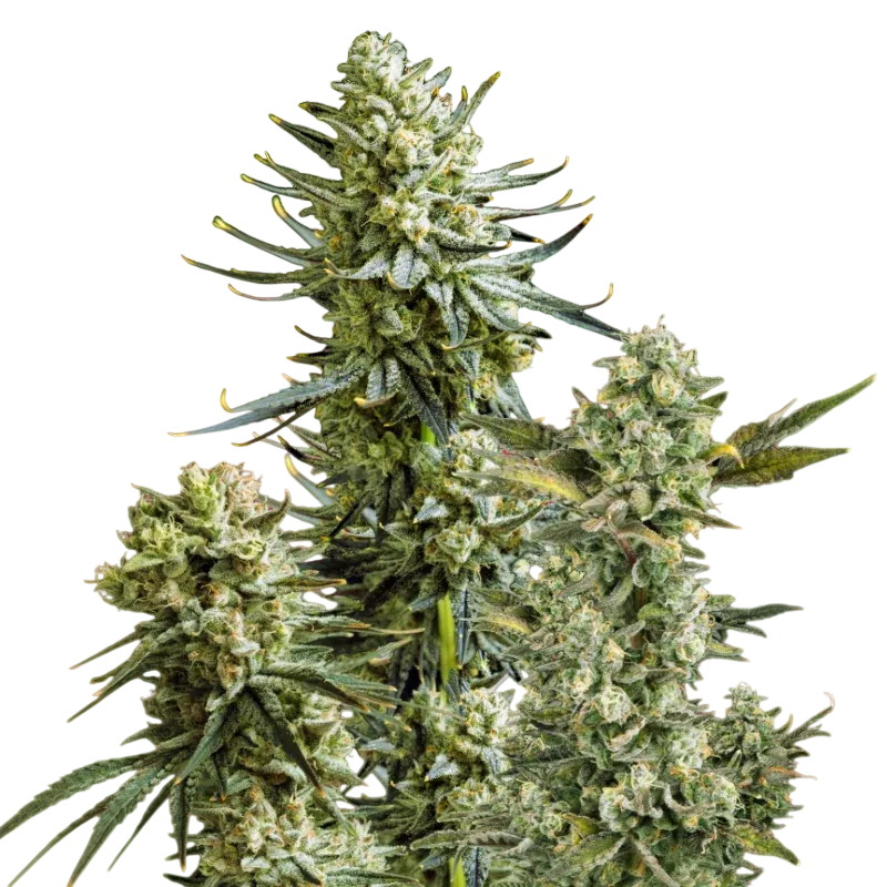 Skywalker OG | PHOTOFEM | Nirvana Seeds
