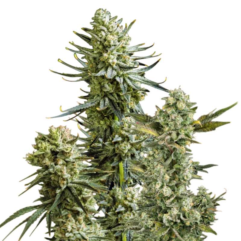 Skywalker OG | PHOTOFEM | Nirvana Seeds