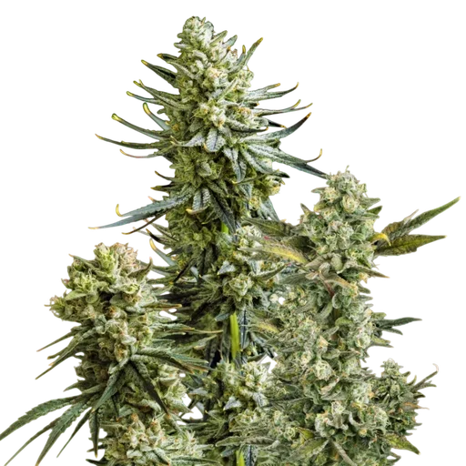Skywalker OG