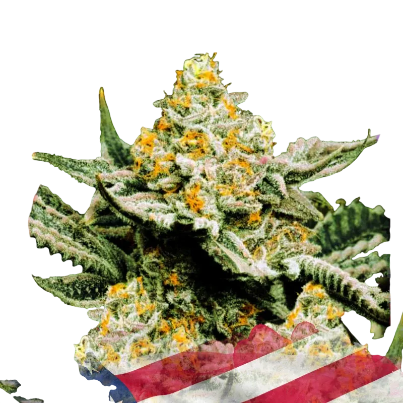 Sunset Sherbet | PHOTOFEM | Nirvana Seeds