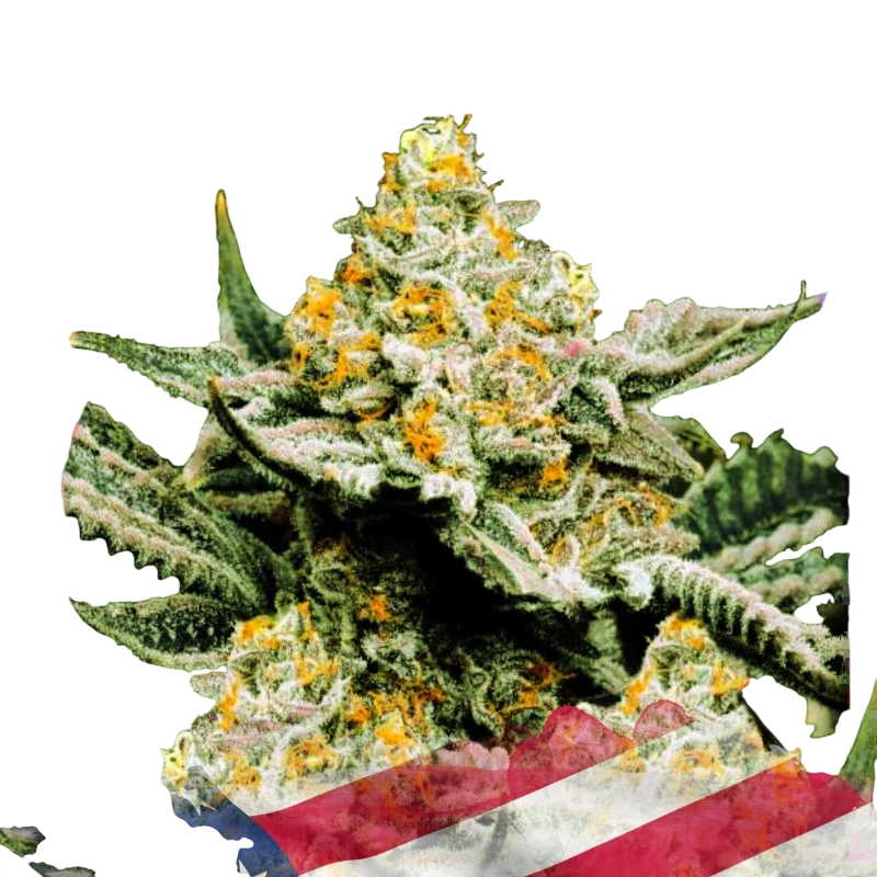 Sunset Sherbet – Produktansicht