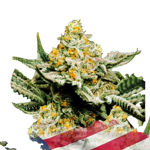 Sunset Sherbet