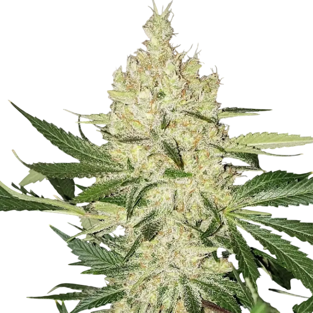 Super Lemon Haze F5 | PHOTOREG | Ethos Genetics