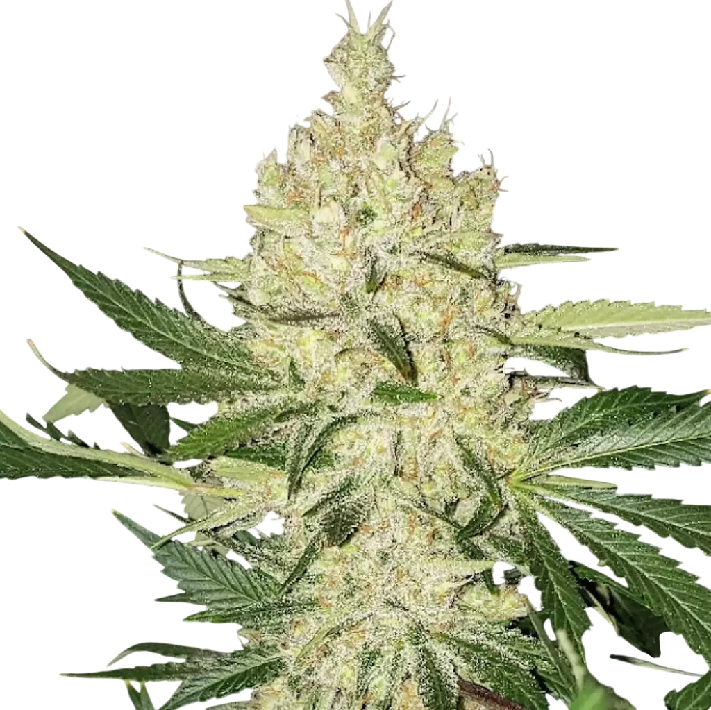 Super Lemon Haze F5 – Produktansicht