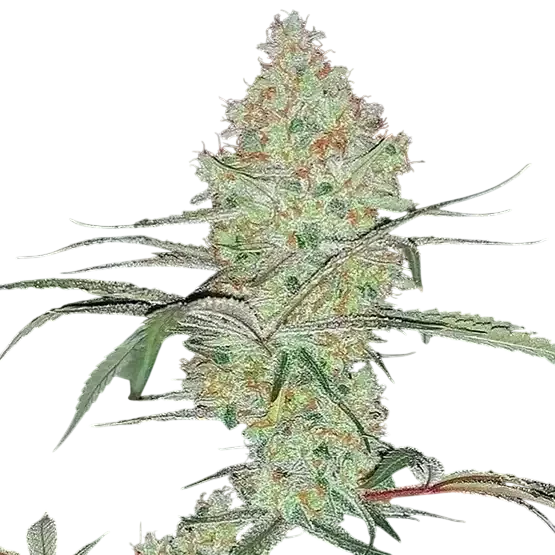 Super Lemon Haze IBL V1 – Produktansicht