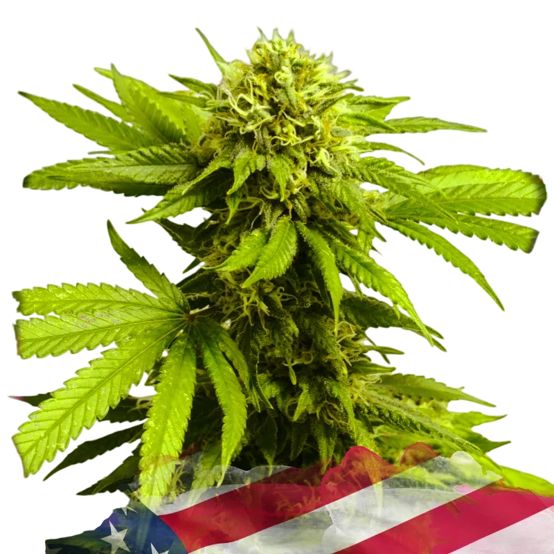 Tangie – Produktansicht