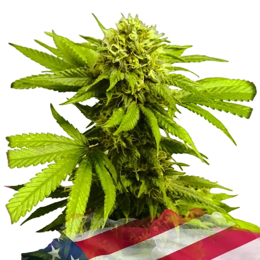 Tangie