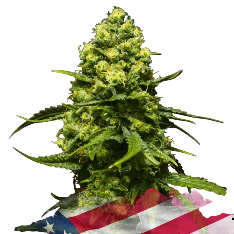 Trainwreck | PHOTOFEM | Nirvana Seeds
