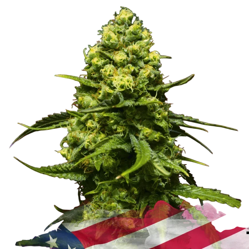 Trainwreck – Produktansicht