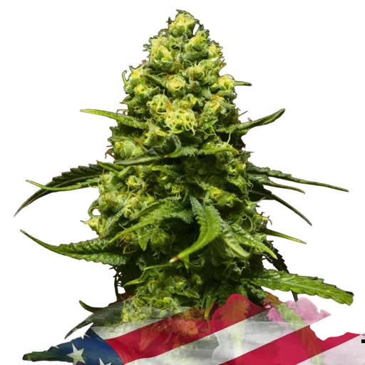 Trainwreck