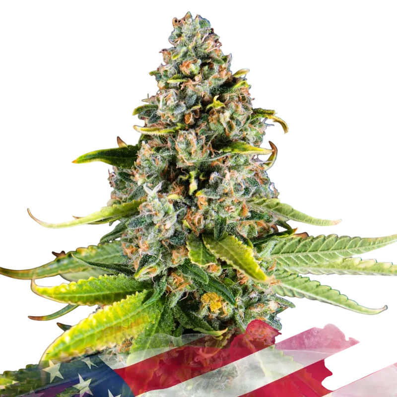 White Fire OG | PHOTOFEM | Nirvana Seeds