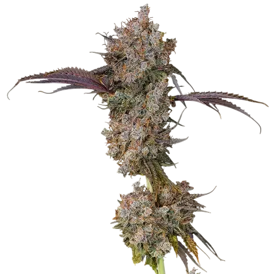 XXX | PHOTOFEM | Ethos Genetics