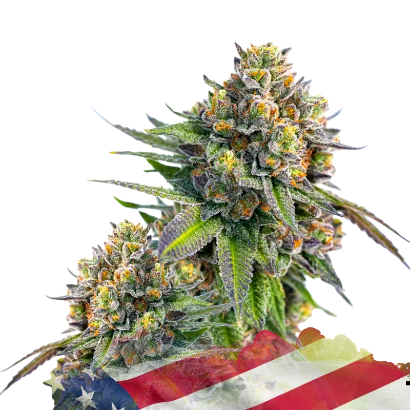 Z Auto | AUTOFEM | Nirvana Seeds