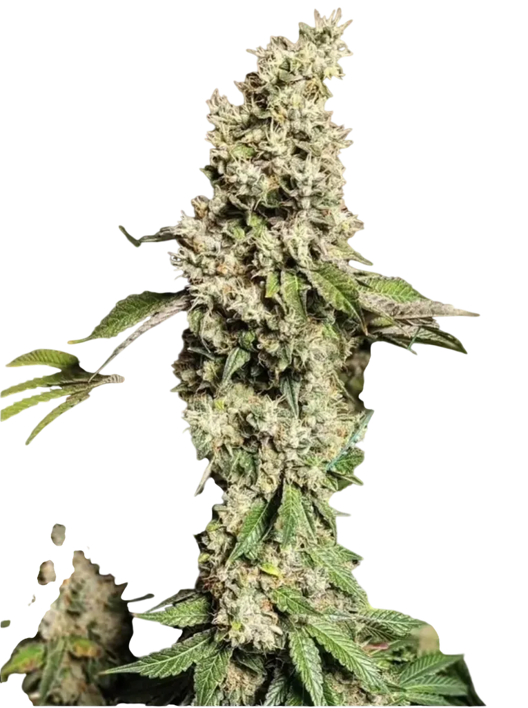 Z Cut RBX2 | PHOTOFEM | Ethos Genetics