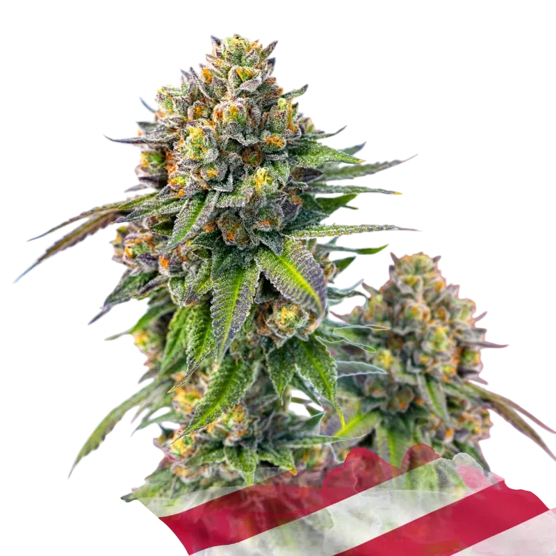 Zkittlez | PHOTOFEM | Nirvana Seeds
