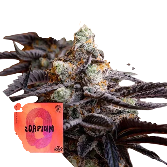 Zoapium – Produktansicht