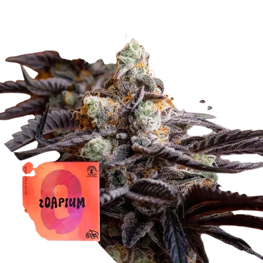 Zoapium