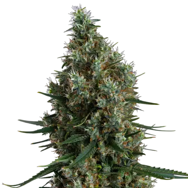 Zweet Inzanity RBX | PHOTOFEM | Ethos Genetics