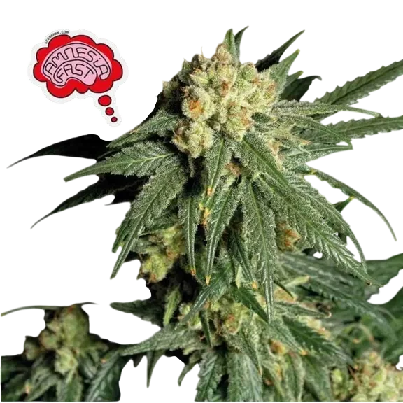 Amnesia FAST – Produktansicht