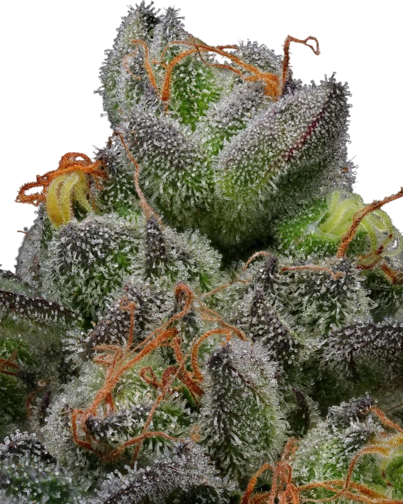 California Cream (Caramel Cream) Auto – Produktansicht