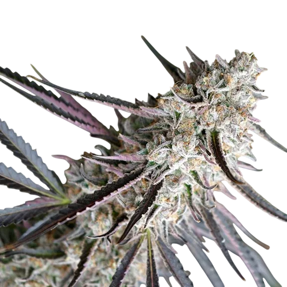 Peanut Butter Breath Fast – Produktansicht