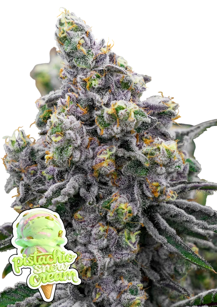 Pistachio Snow Cream | PHOTOFEM | Anesia Seeds