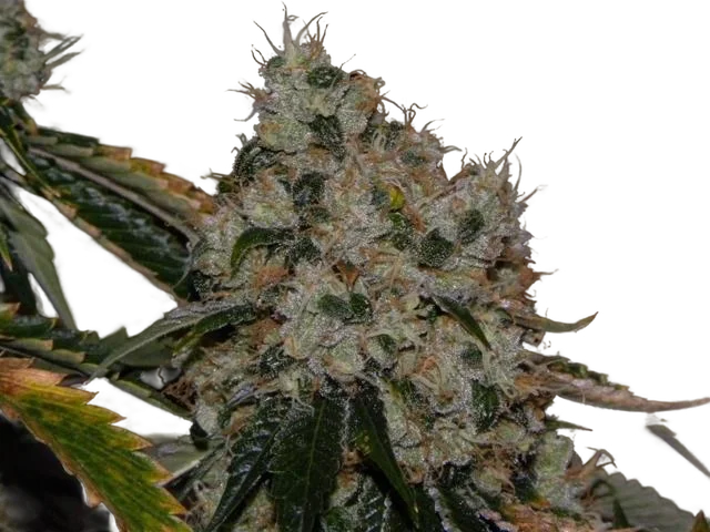 Chem 91 | PHOTOFEM | Cali Connection