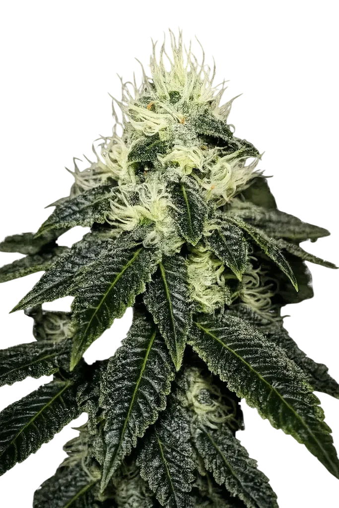 Chem 91 – Produktansicht