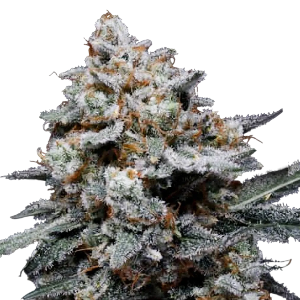 CheMACal Romance Auto | AUTOFEM | DNA Genetics