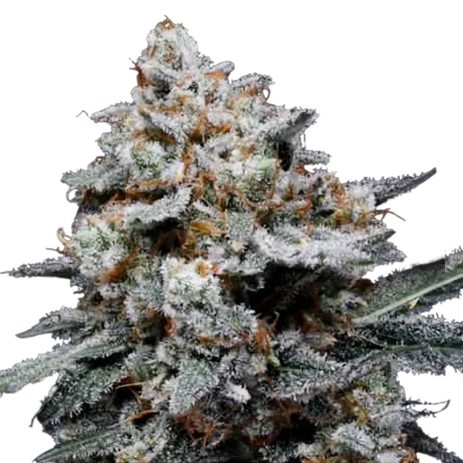 CheMACal Romance Auto