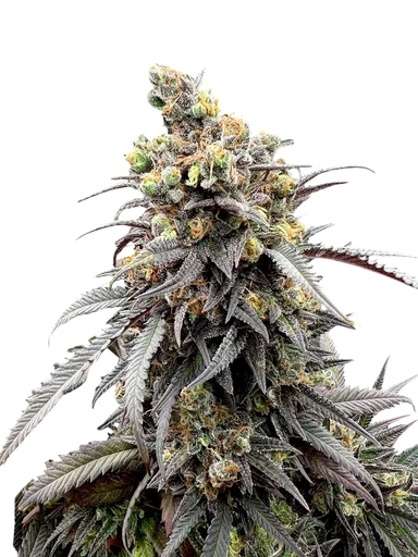 Mentha de Croco F1