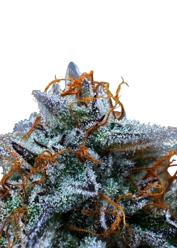 Morello Cherries Auto