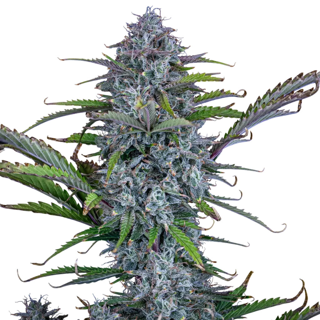 Chemdogging Auto – Produktansicht