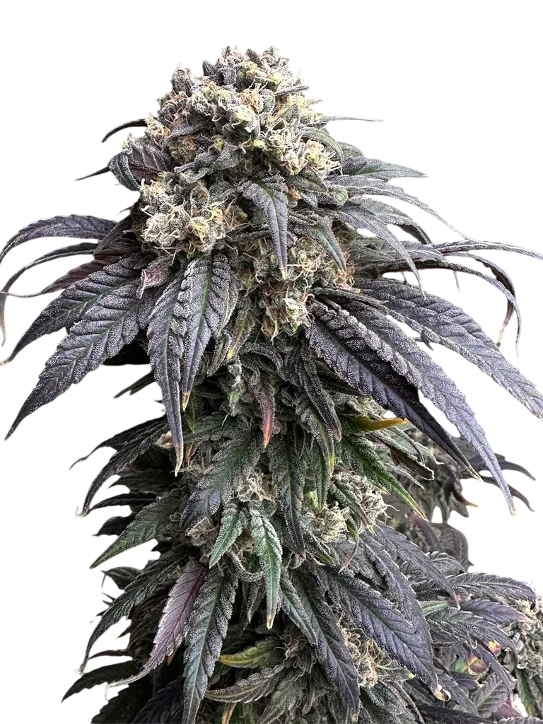 Zacatecas Skunk | PHOTOREG | TerpyZ Mutant Genetics
