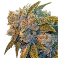 Chem Fire – Produktansicht
