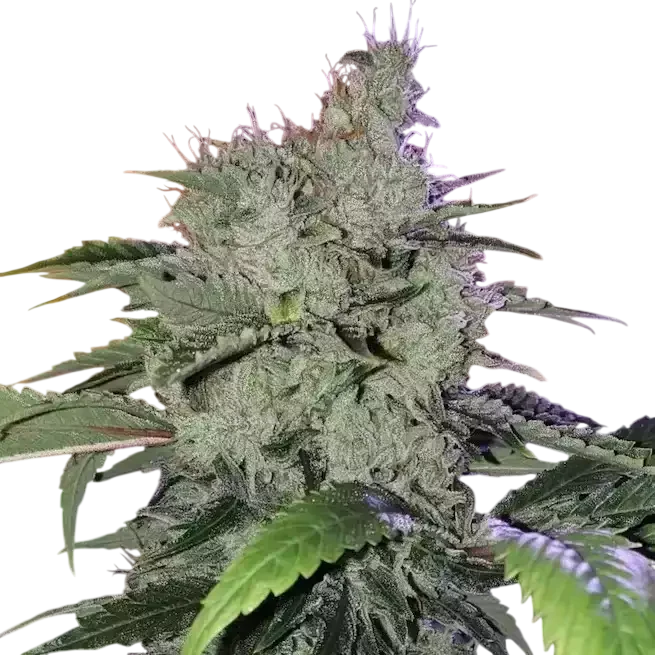 Chem Funk R1 – Produktansicht