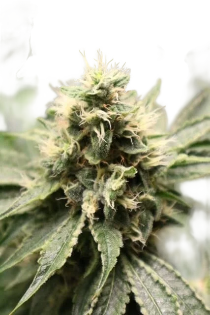 Chemhead OG – Produktansicht